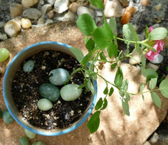 Clearance - Jade Eggs and Balls for Plant Health and Wellness - Set of 13